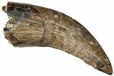 Serrated Tyrannosaur Tooth - Judith River Formation #227828-1